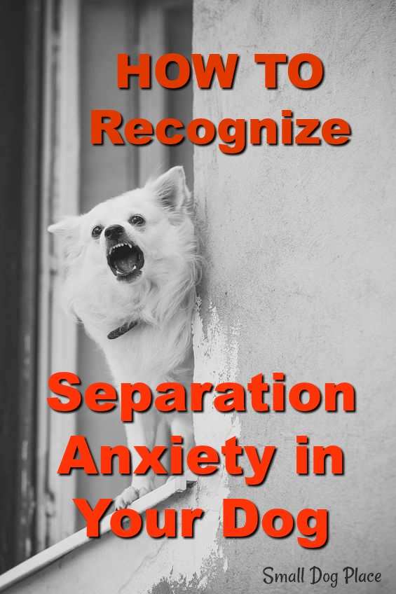 How to recognize Separation Anxiety in dogs at Small Dog Place