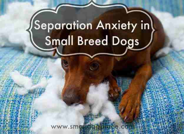 Separation Anxiety in Small Dog Breeds