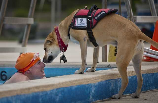 A service dog is sniffing a swimmer in a pool.