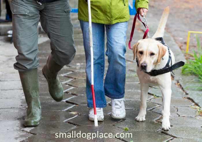 A blind child is walking with her service animal