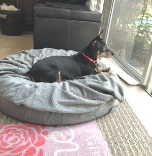 A member of the neighborhood watch team