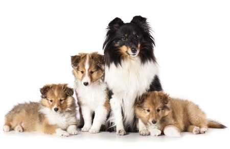 mini shetland collie