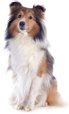 Shetland Sheepdog