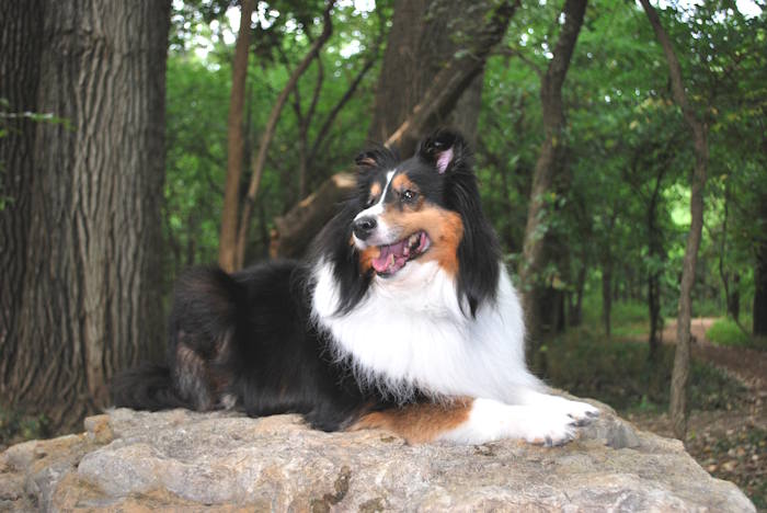 A tricolor Shetland Sheepdog, an example of a an energetic dog breed