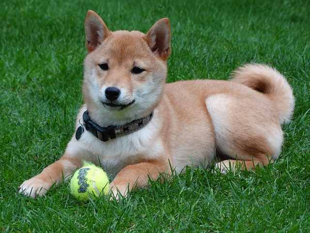 Shiba Inu - Small Dog Place