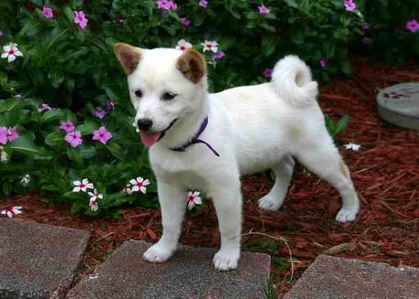 White Shiba Inu Puppy