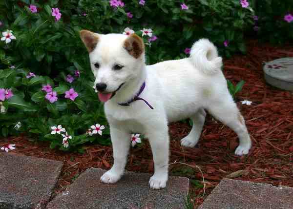 Shiba Inu Small Dog Place