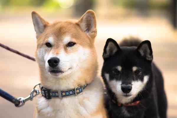 shiba inu adults for sale