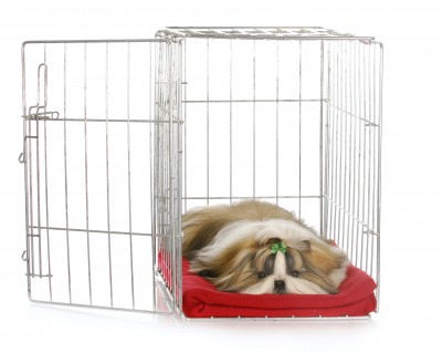 A Shih Tzu is comfortably sleeping in a crate.