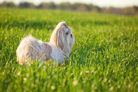 Gold and White Shih Tzu