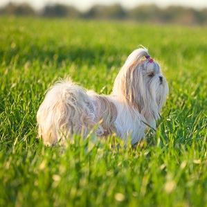 Shih Tzu:  Number 20 in Popularity