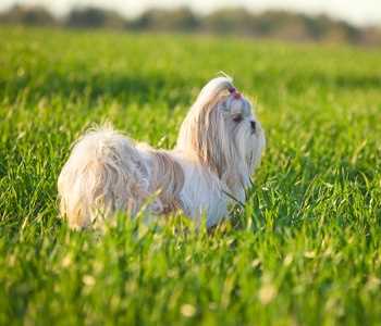 The Shih Tzu is another one of the longest living dog breeds.