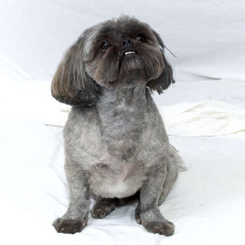 A gray Shih Tzu in front of a white background