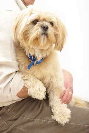 Shih Tzu make great lap dogs