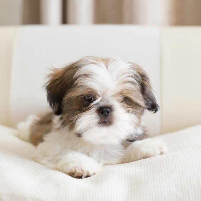 A Shih Tzu puppy is posing on a pillow