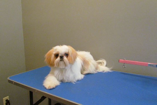 A gold and white shih tzu dog is sitting on a grooming table