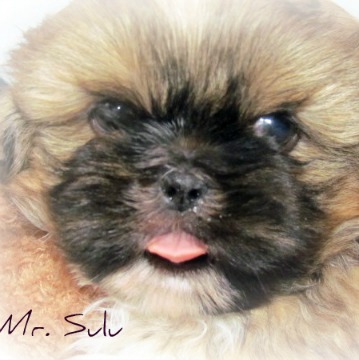 Shih Tzu Puppy