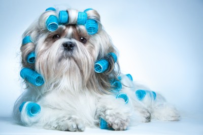 Shih Tzu Grooming Requirements