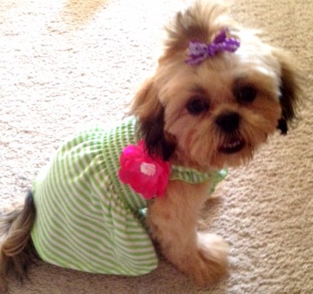 A small gold-colored Shih Tzu dog dressed in a summer green dress.