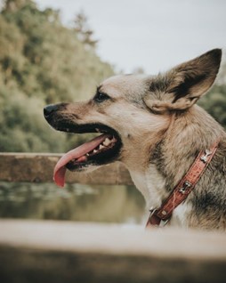 A dog is wearing a vibration collar