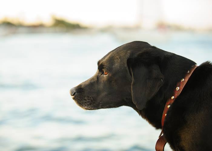 A large dog is shown wearing a collar