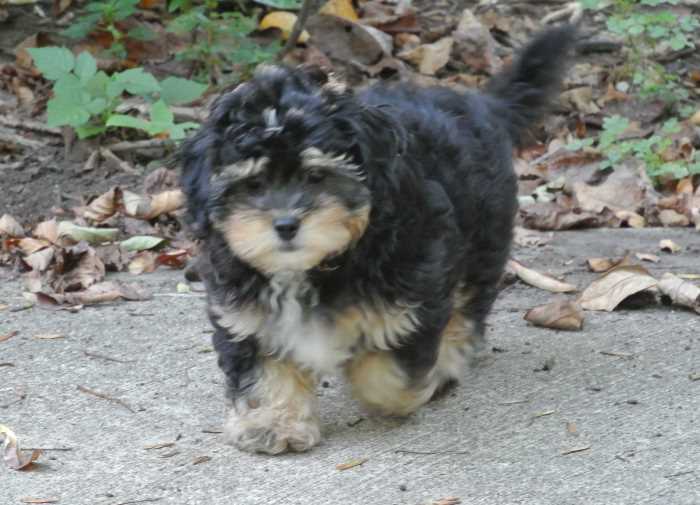 shih poo yorkie mix