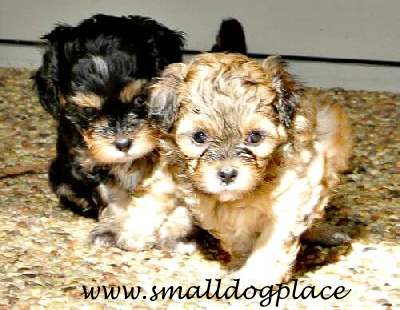 Two Shorkie Puppies from the same Litter