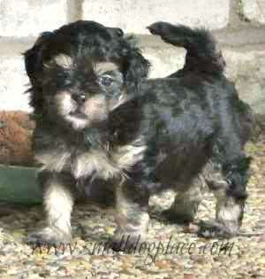 Shorkies: Shih Tzu and Yorkshire Terrier puppy