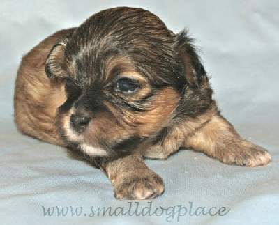 Shorkie Puppy at 2 weeks old.