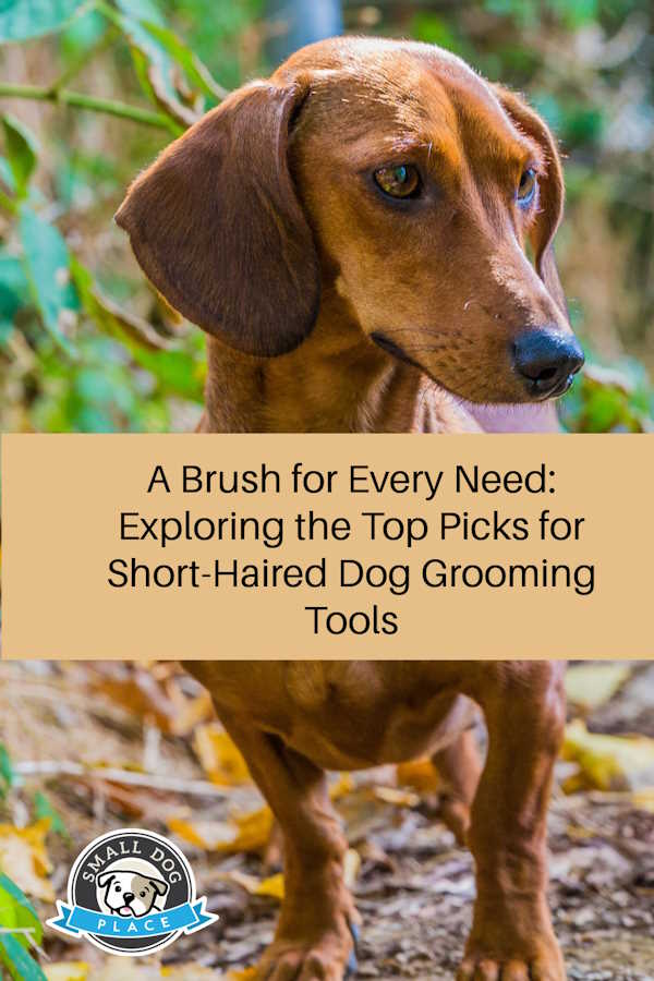 A Daschund is show in a pin image about short haired dog grooming tools.