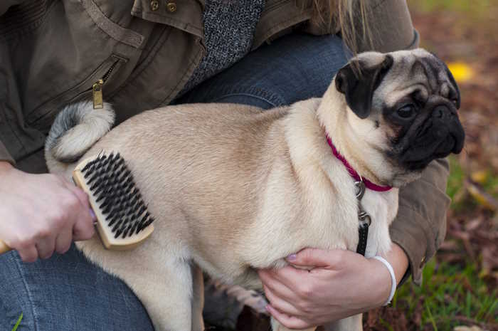 A short haired small breed dog, Pug is being brushed.