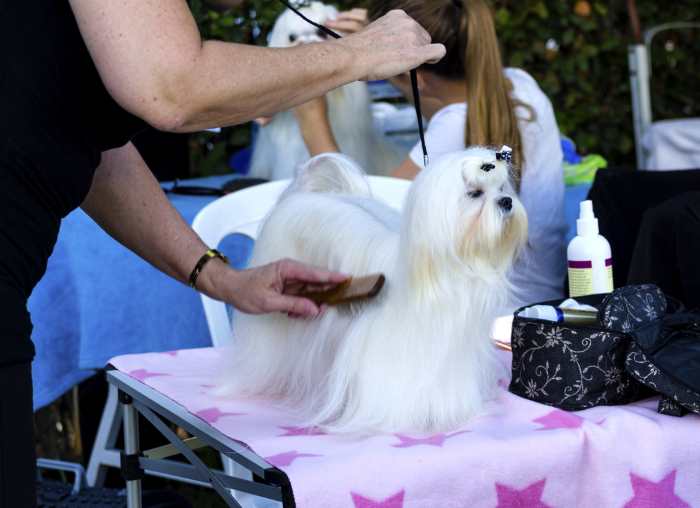 A Maltese is getting the finishing touches before he enters the show ring.