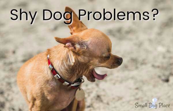 Shy Dog Problems