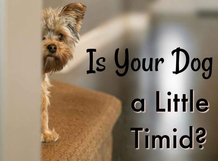 Is your dog a little timid? Is your dog a little timid?