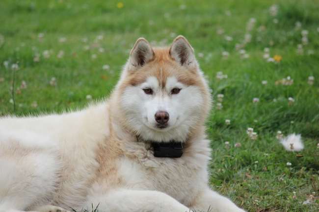 Siberian Husky Siberian Husky lying in the grass, facing the camera.