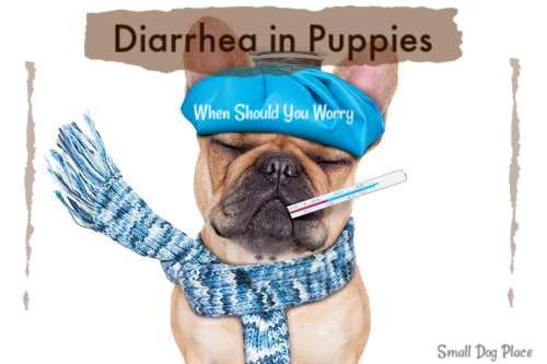 sick puppy diarrhea