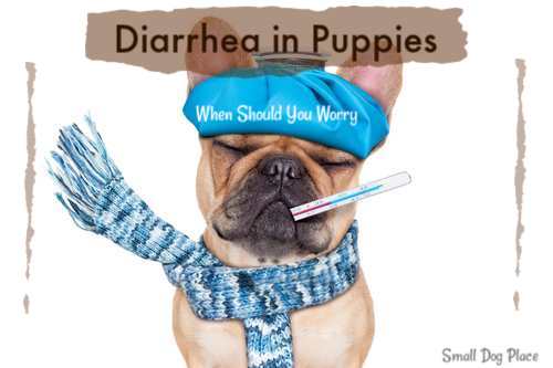 how long do puppies have diarrhea after food change