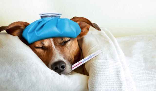 When your puppy is ill, you want them to take baby-medicine