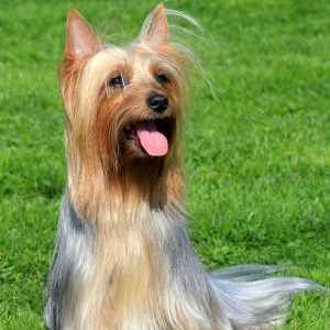 Silky Terrier