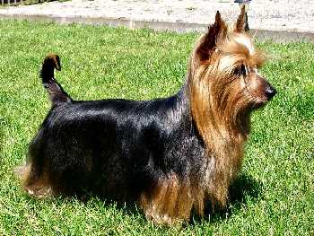 Silky Terrier Temperament Health History And More Silky Terrier Temperament Health
