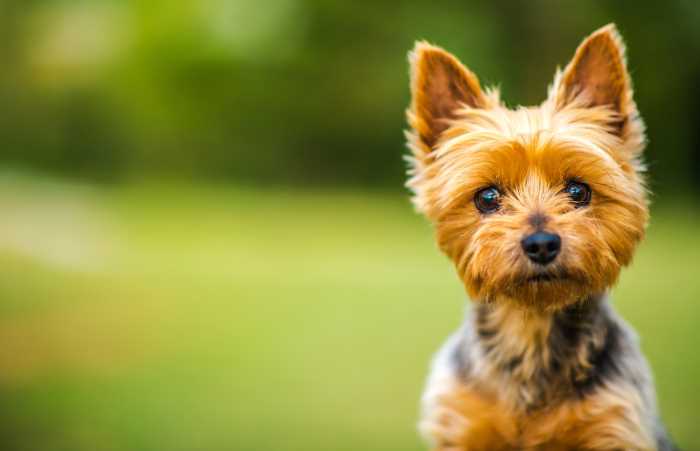 australian silky terrier