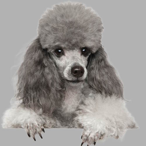 A silver poodle is standing in front of a gray background