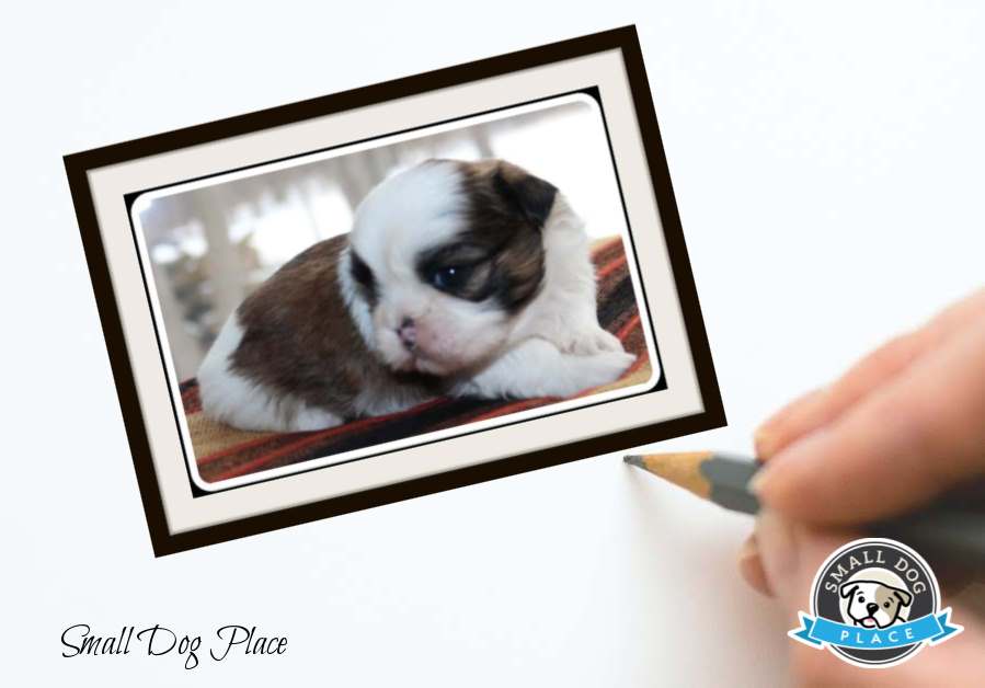 A Person's hand is holding a pencil while looking at the photograph of a puppy.