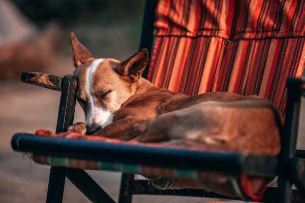 Dogs and Sleep:  Changing Environment Conditions may affect the quantity and quality of sleep.