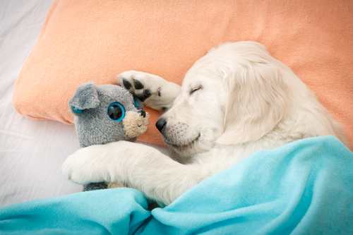 A puppy is sleeping under a blanket with a stuffed toy.