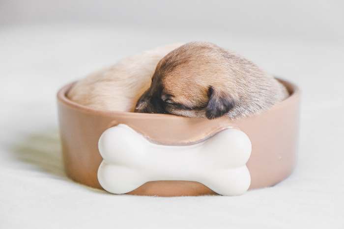 A puppy is sleeping in a dog food bowl