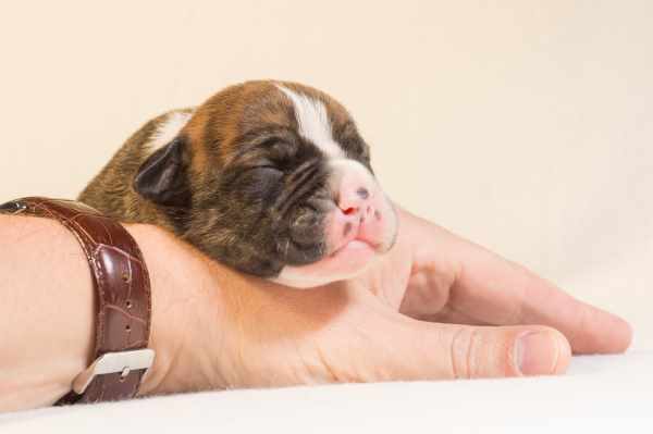 Dogs and Sleep: Puppies sleep far more than adult dogs.