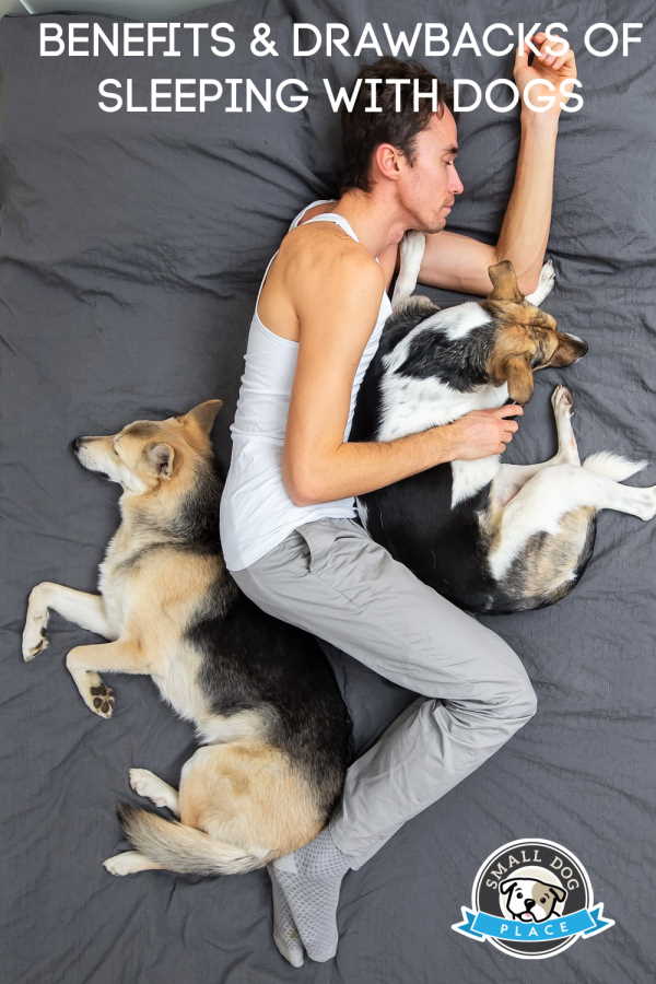 A man is sleeping with two dogs