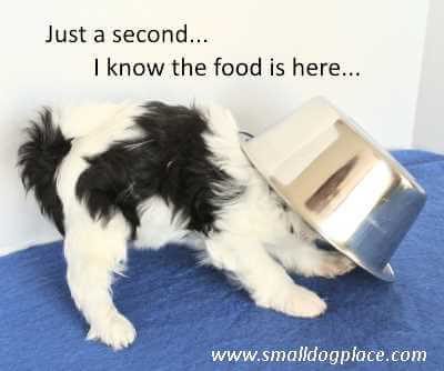 How much to feed your puppy A puppy is looking under his bowl for food.