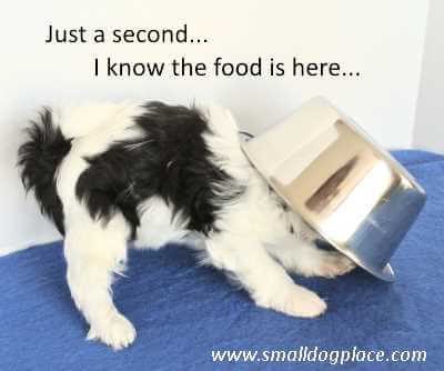 A puppy is looking under his bowl for food.